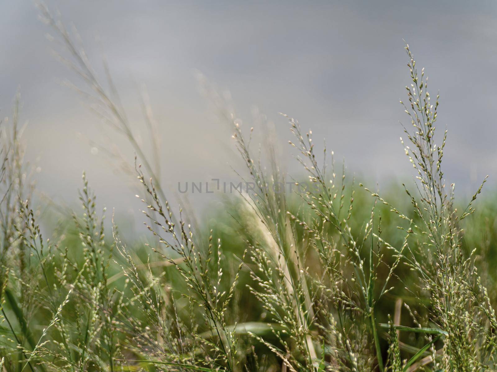 Grass flowers flutter in the wind