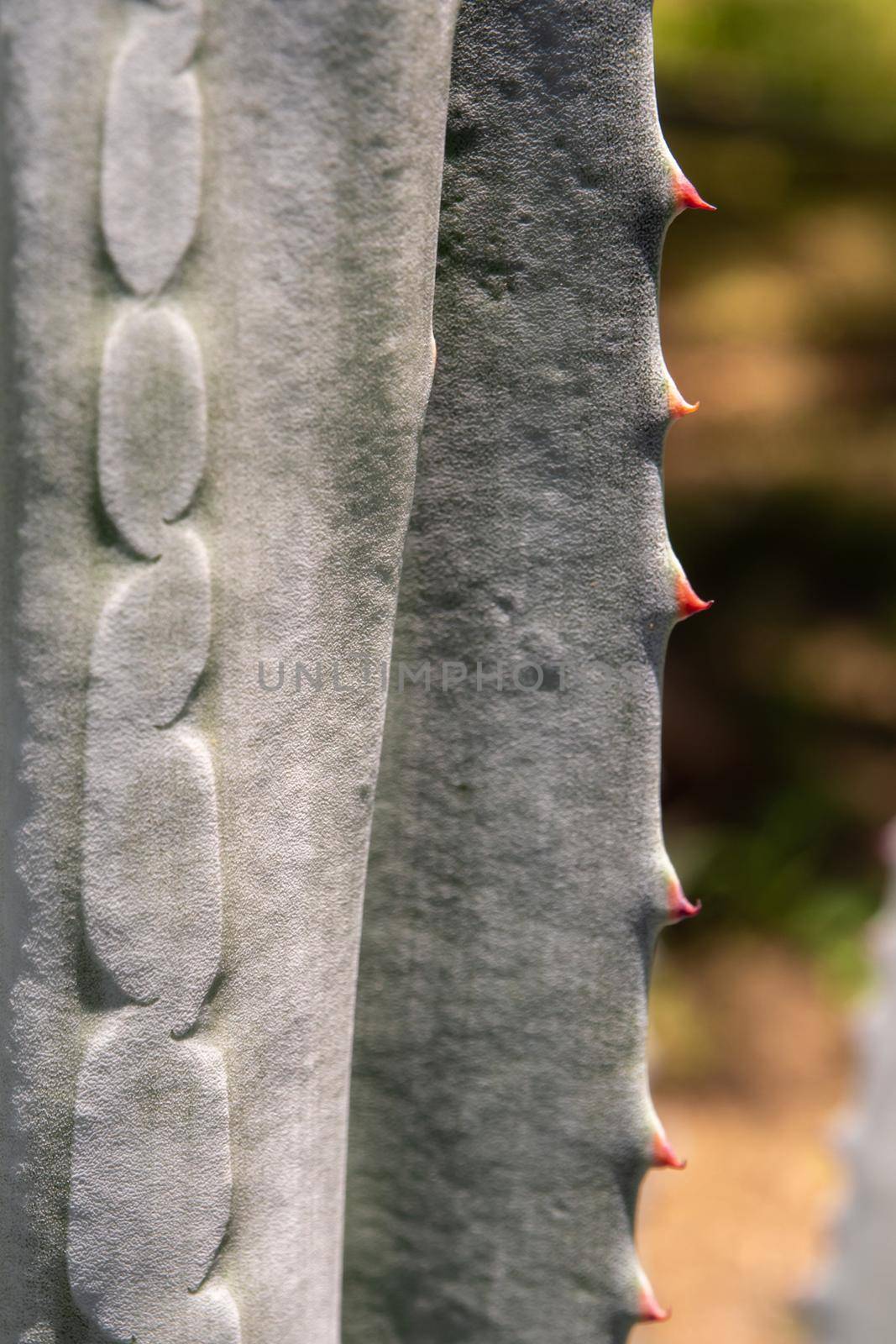 Agave succulent plant, close up white wax on freshness leaves with thorn of Agave leaf