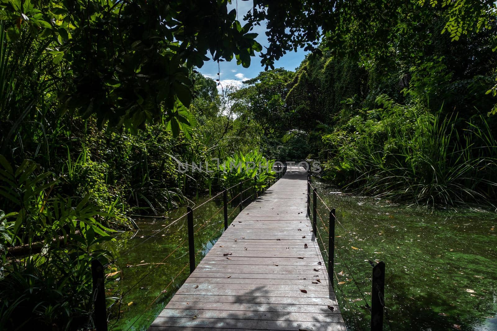 The wooden bridge, pathway into swamps and forests in the water