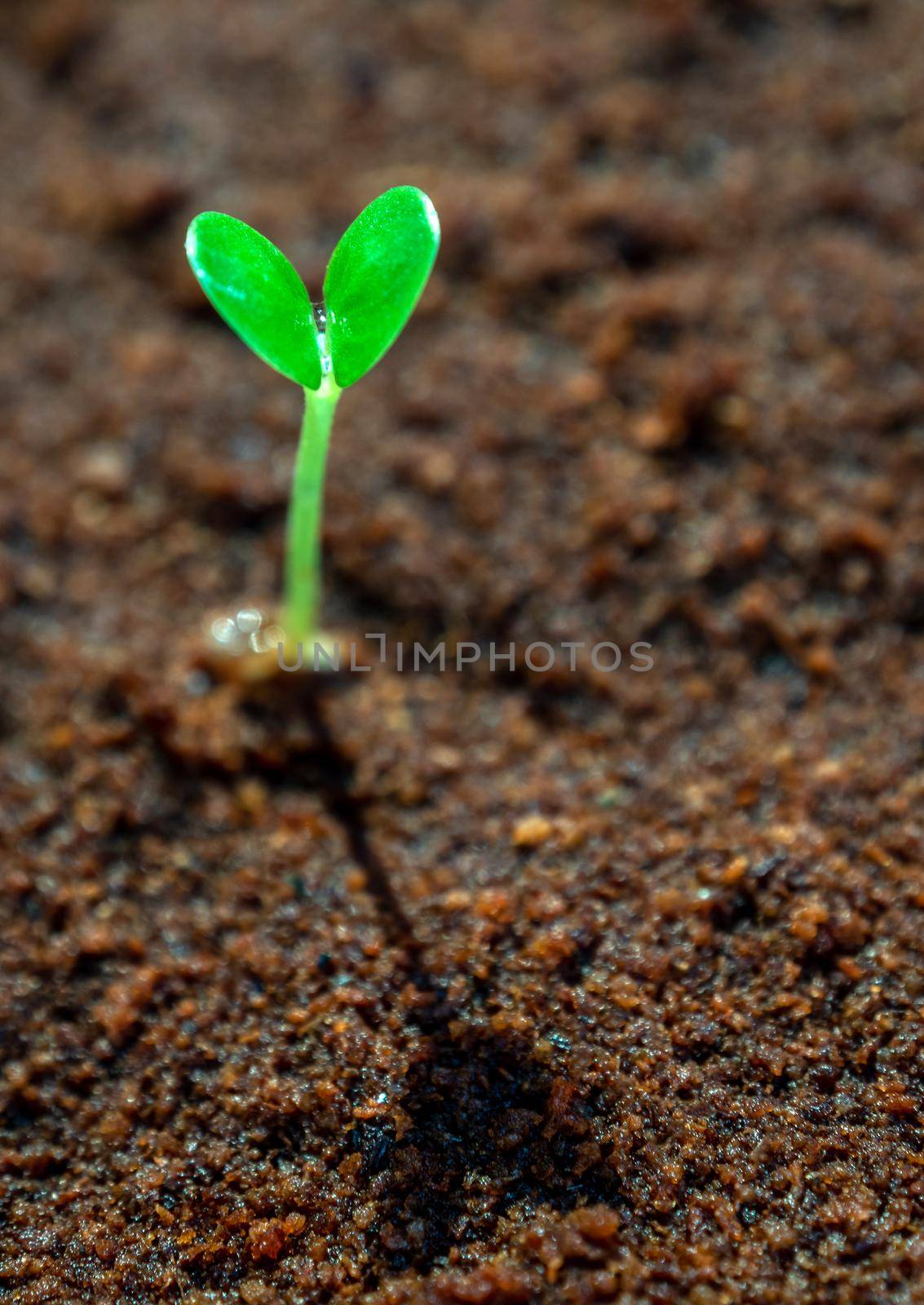 Young seedlings growth on moist soil by Satakorn