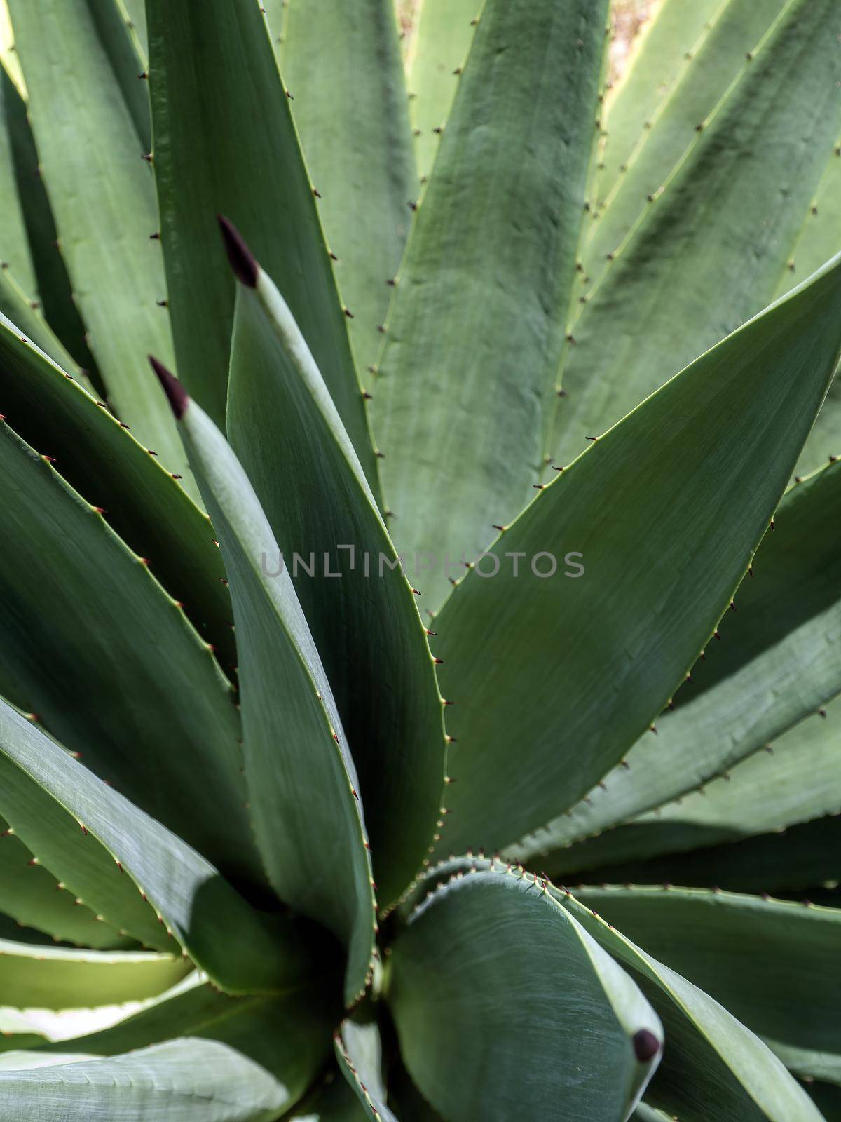 Agave succulent plant, close up white wax on freshness leaves with thorn of Agave leaf