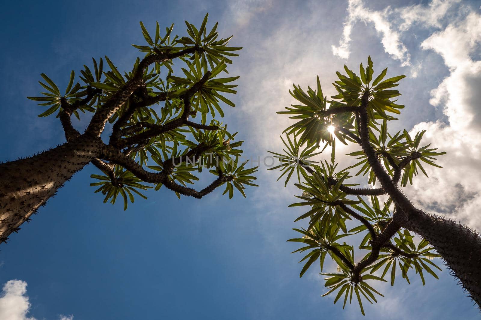 Madagascar palm the Spiky desert plant in the hard sunlight of daytime by Satakorn