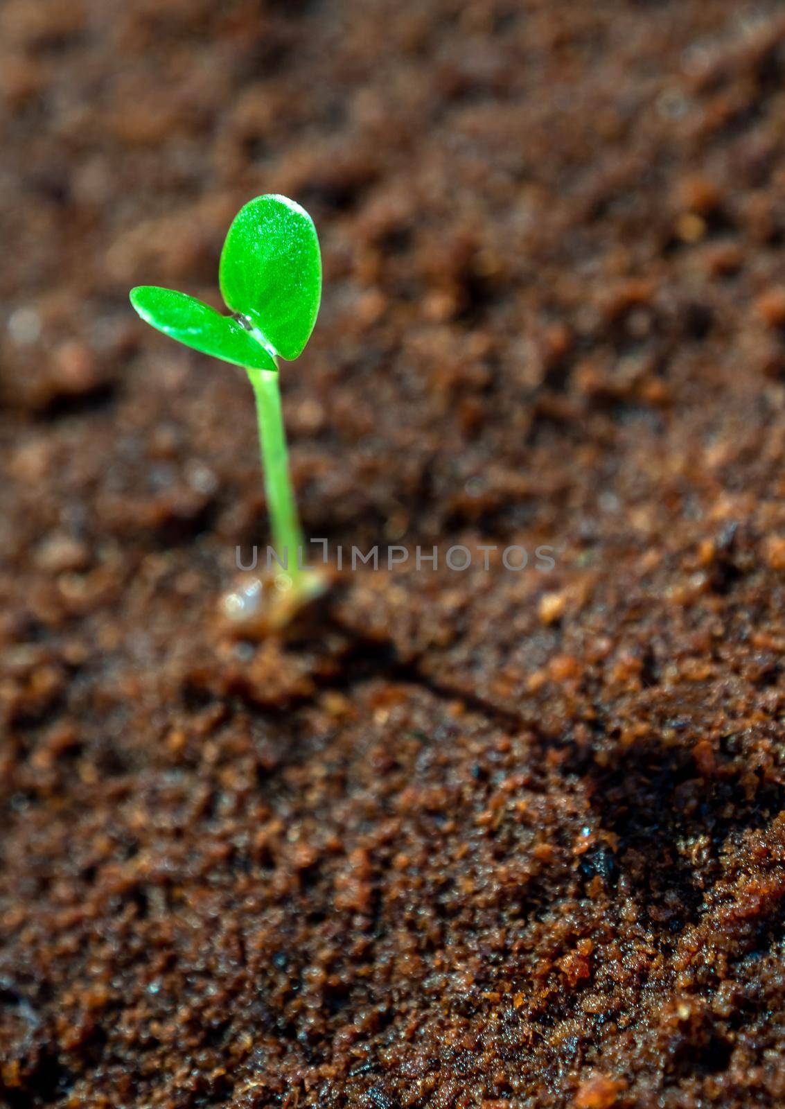 Young seedlings growth on moist soil by Satakorn