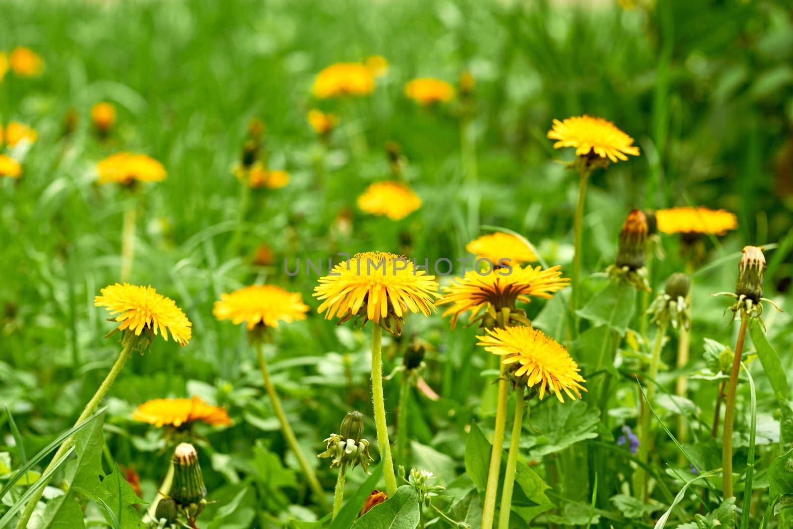 Cute family of yellow dandelions on a green meadow by jovani68