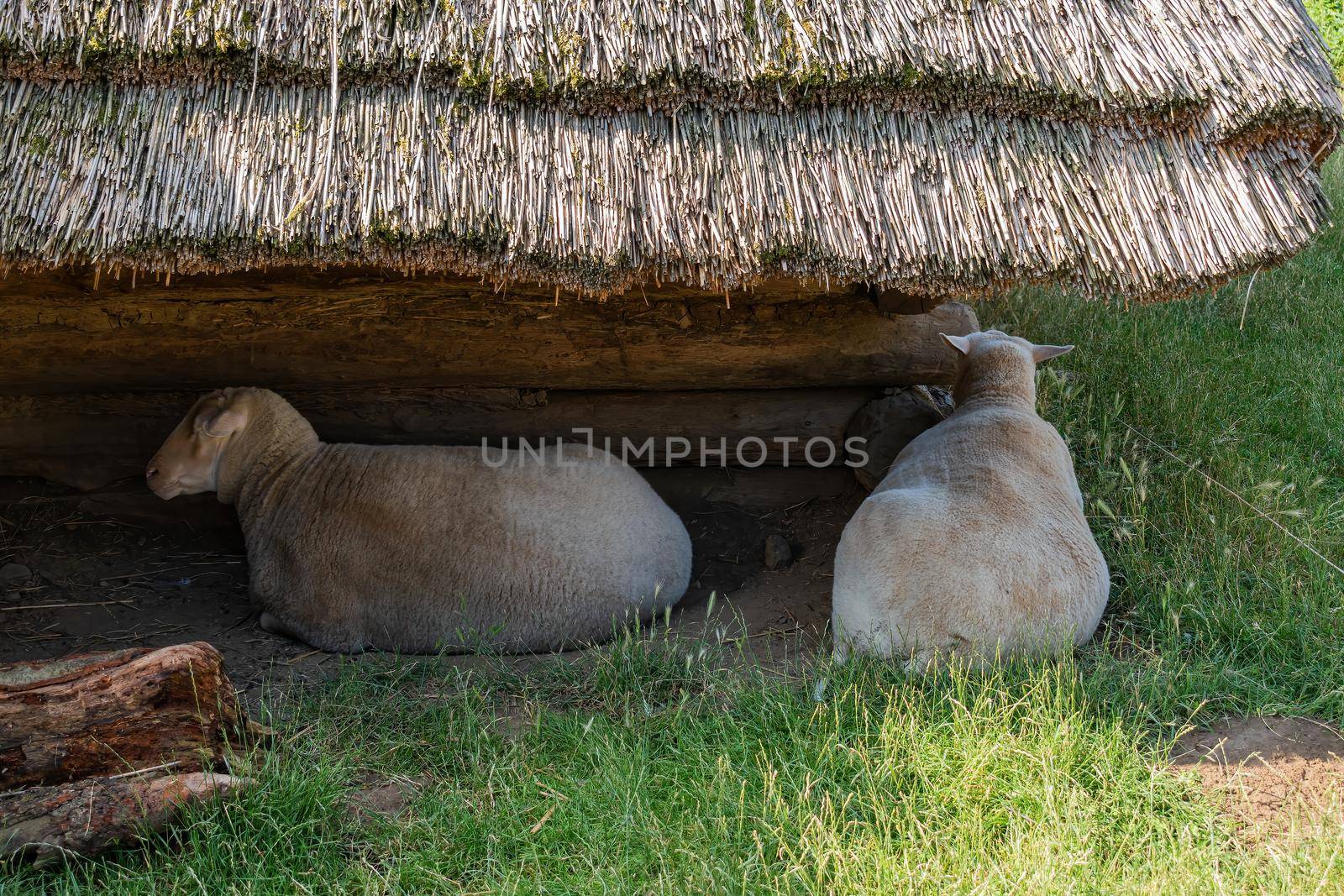 Museum of Great Moravia Modra, loose sheep. Sheep resting under a thatched roof