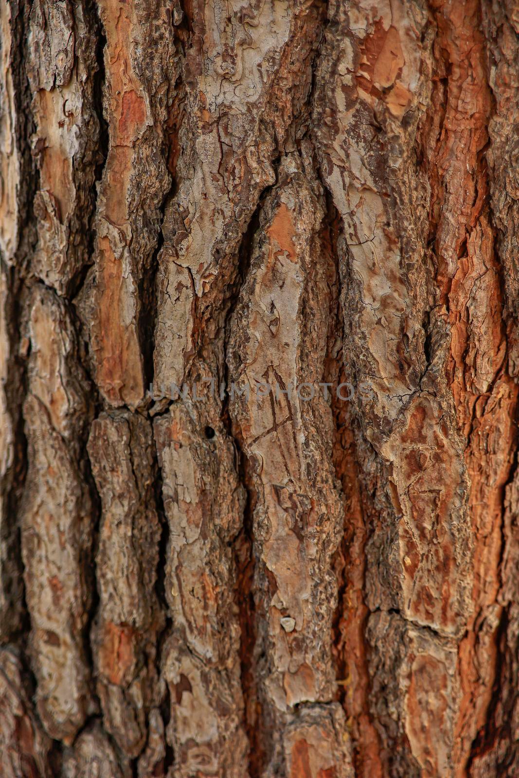 Maritime pine bark texture macro shot