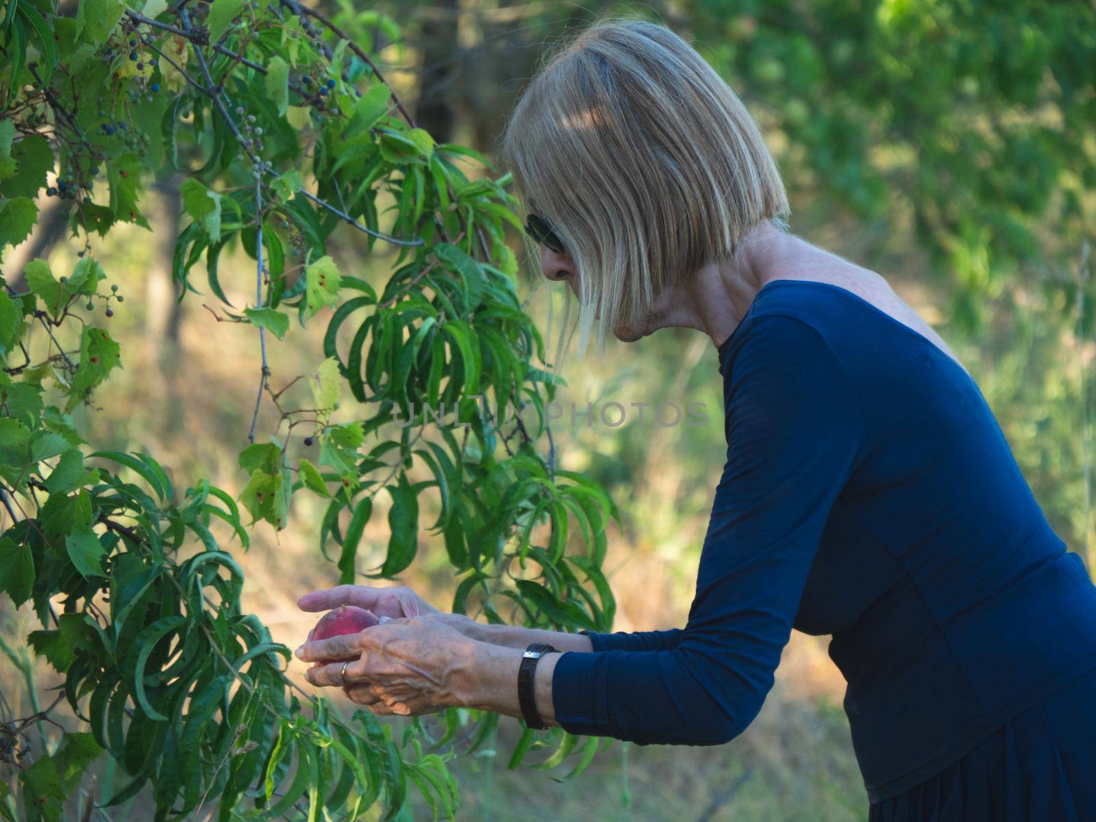 elegant lady picking plums and peaches in a farm during summer