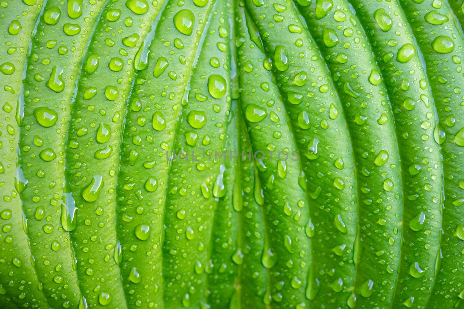 Green plant leaf with water drops after rain close-up by Serhii_Voroshchuk