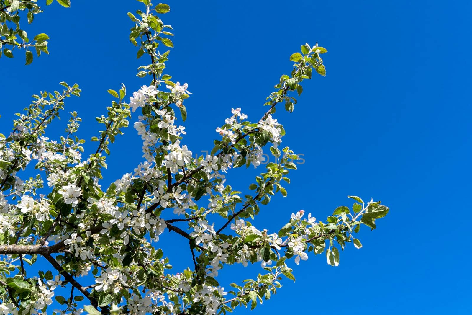 white cherry blossoms on a tree under clear blue sky in sunny weather by audiznam2609
