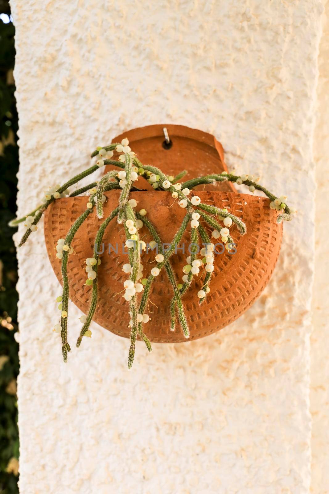 Beautiful Rhipsalis Baccifera Horrida in clay pot hanging on the wall