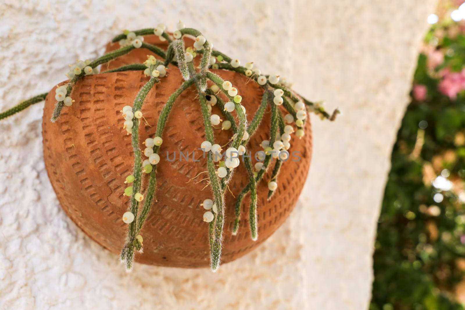 Beautiful Rhipsalis Baccifera Horrida in clay pot hanging on the wall