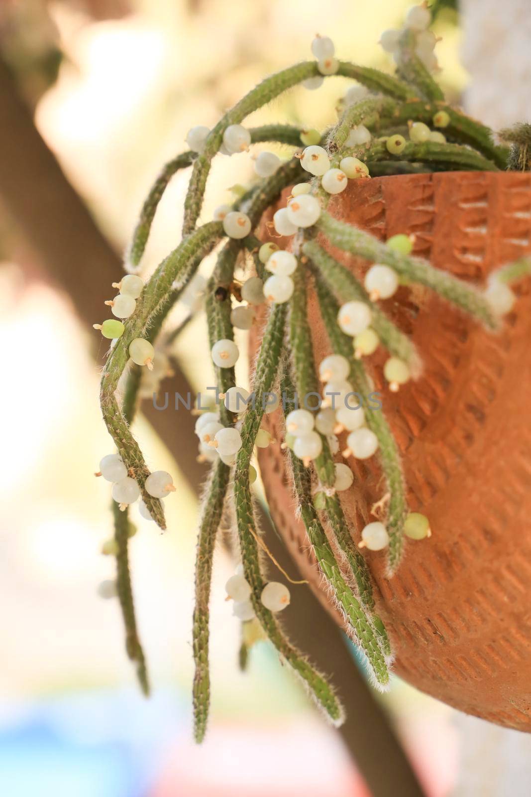 Beautiful Rhipsalis Baccifera Horrida in clay pot hanging on the wall