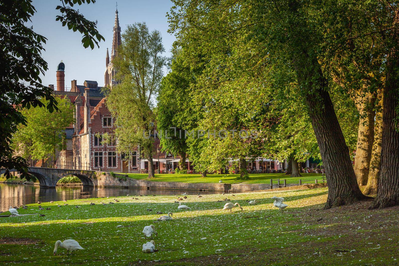 Delicate Swans resting near Beguinage and canal, Bruges, Belgium