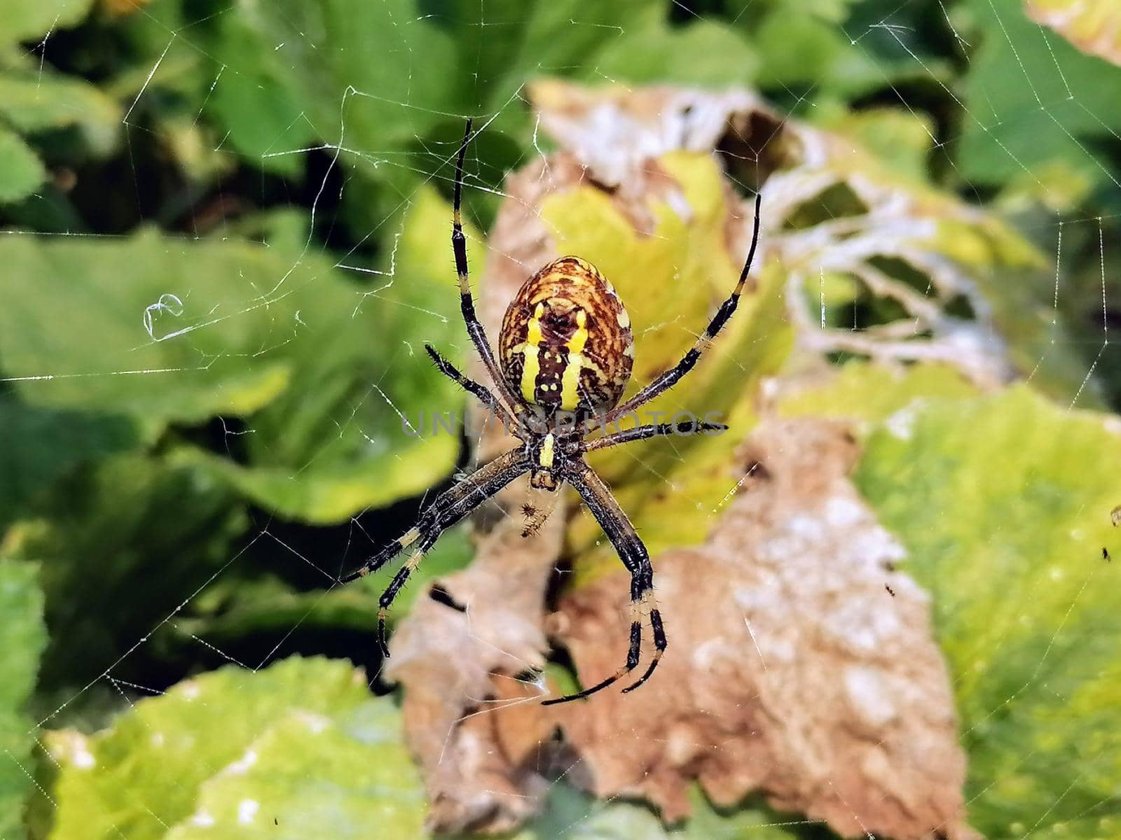 Macro spider close-up shot. Spider in the wild nature weaving web. Toxic wild spider. . High quality photo