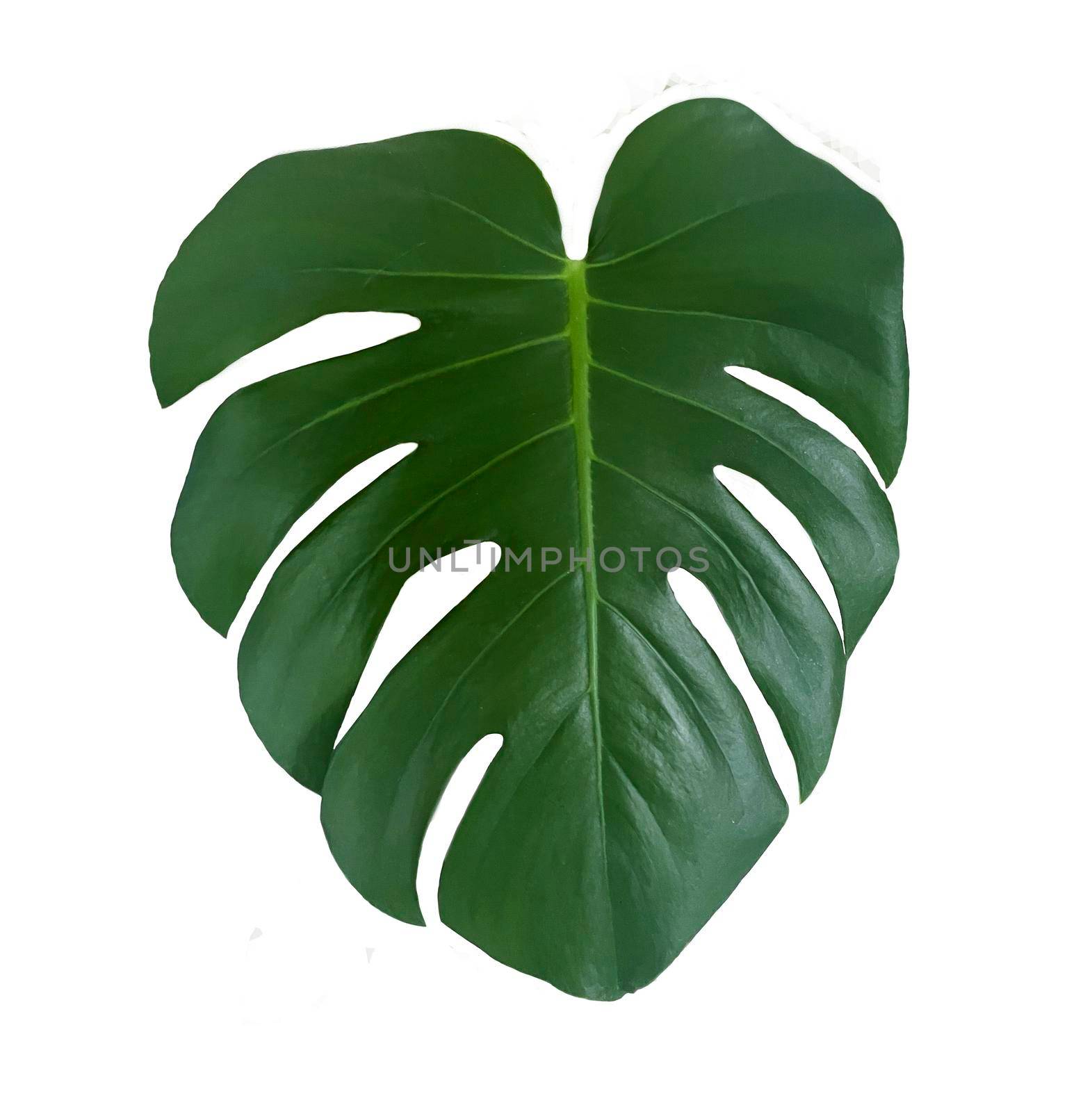 Green Monstera Leaf Isolated on White Background.