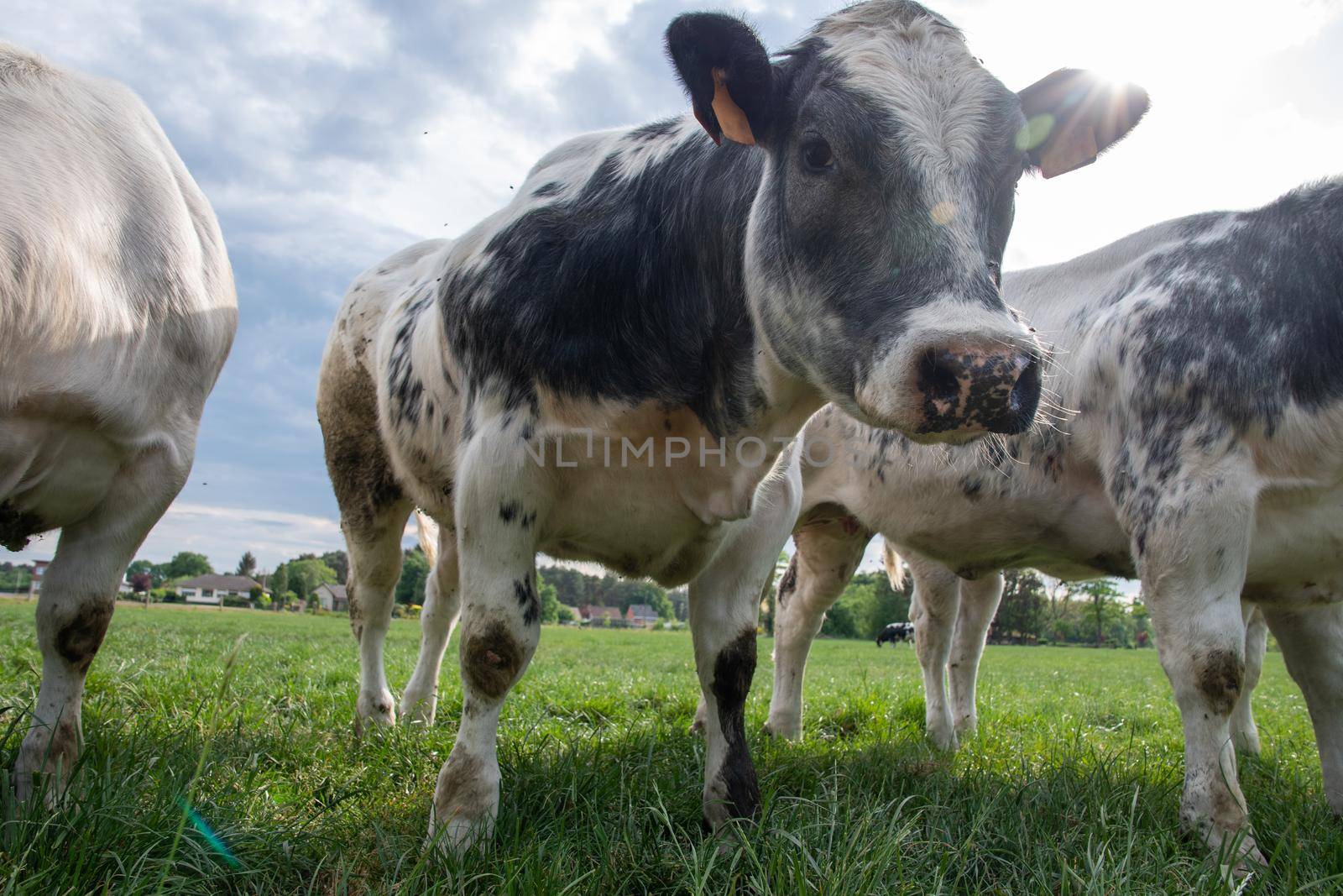 a group of multi-colored black and white cows graze in a corral on green grass by KaterinaDalemans