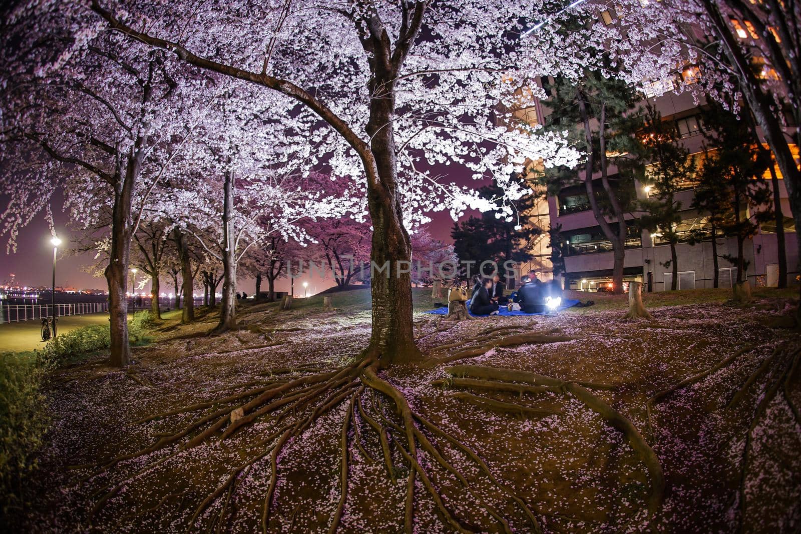 Yokohama Minato Mirai Night Sakura. Shooting Location: Yokohama-city kanagawa prefecture