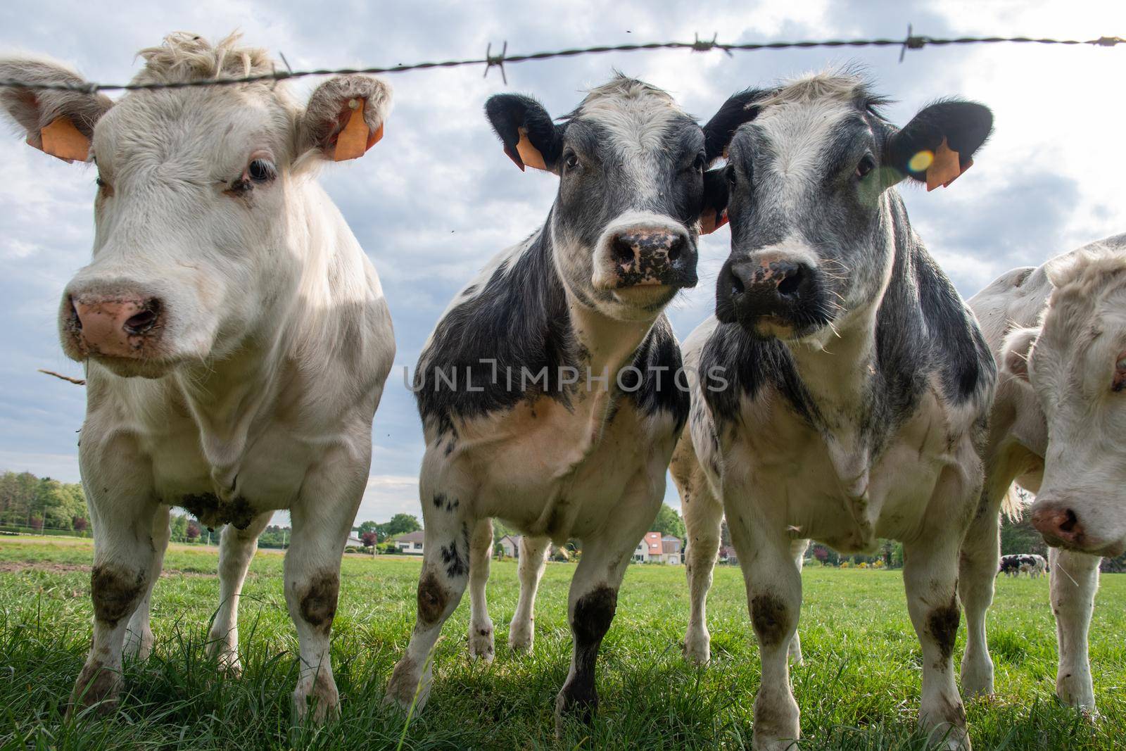 a group of multi-colored black and white cows graze in a corral on green grass by KaterinaDalemans