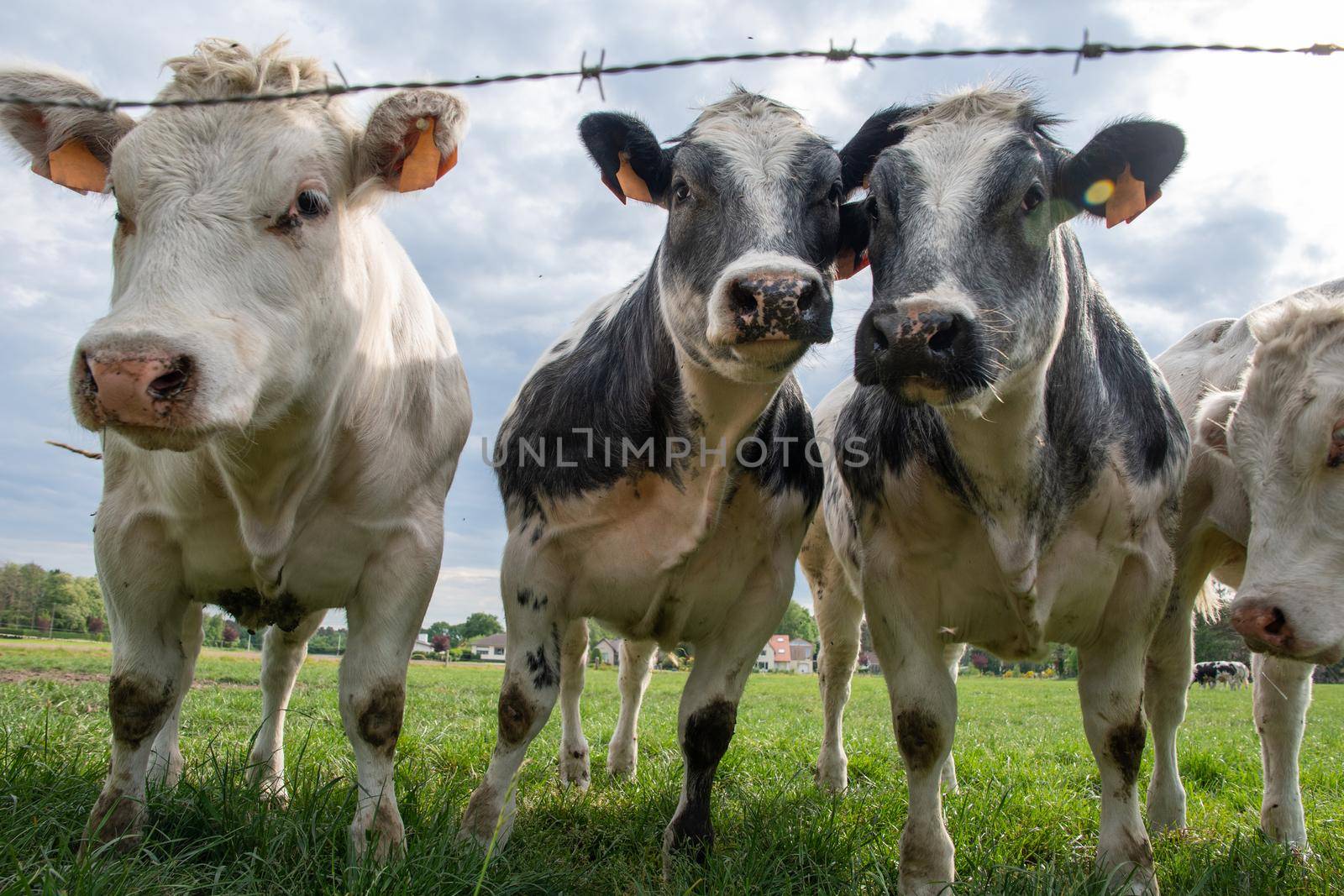 a group of beautiful multi-colored spotted black and white cows graze in a corral on green grass, a rural landscape in a village on the outskirts of the city, farming. High quality photo