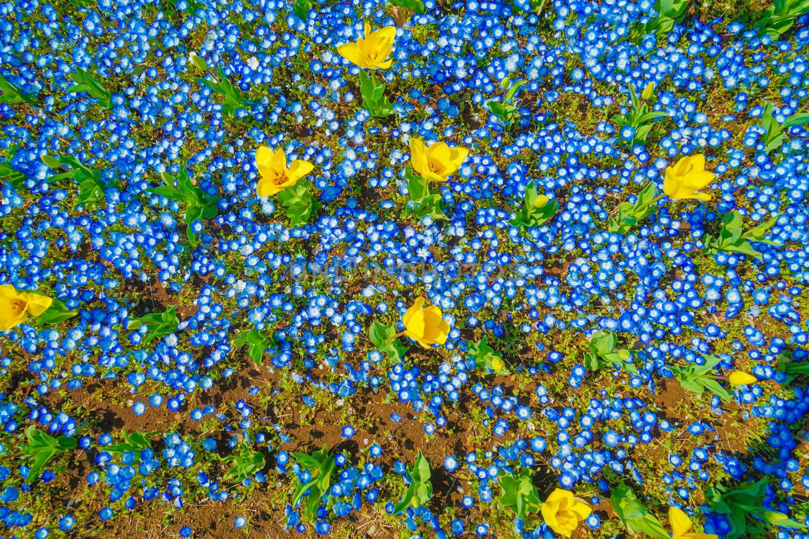 Nemophila and tulip flower bed (Kasai Rinkai Park). Shooting Location: Tokyo metropolitan area