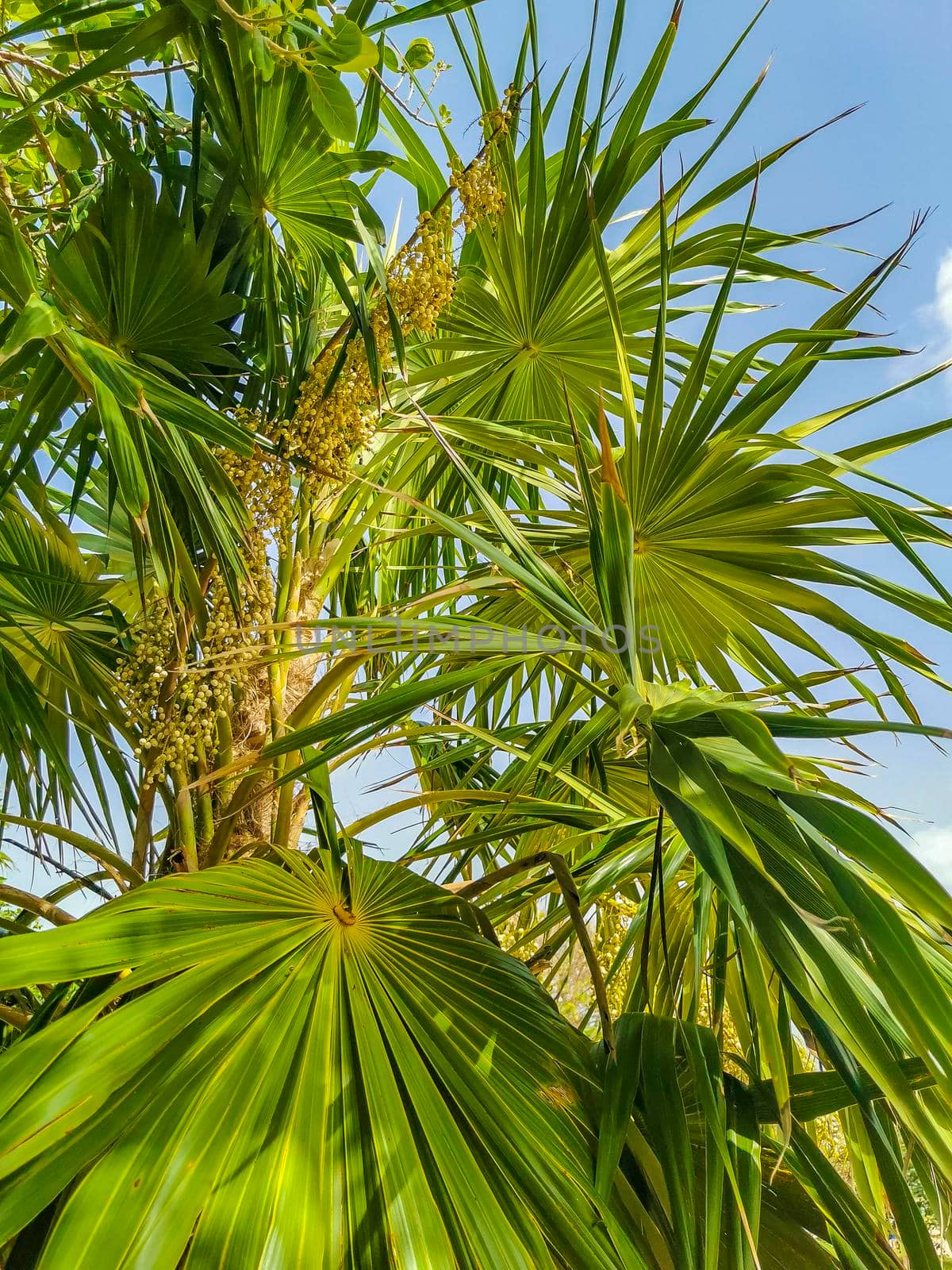 Tropical natural mexican palm trees with coconuts and blue sky background at Tulum ruins archeological site in Tulum Mexico.