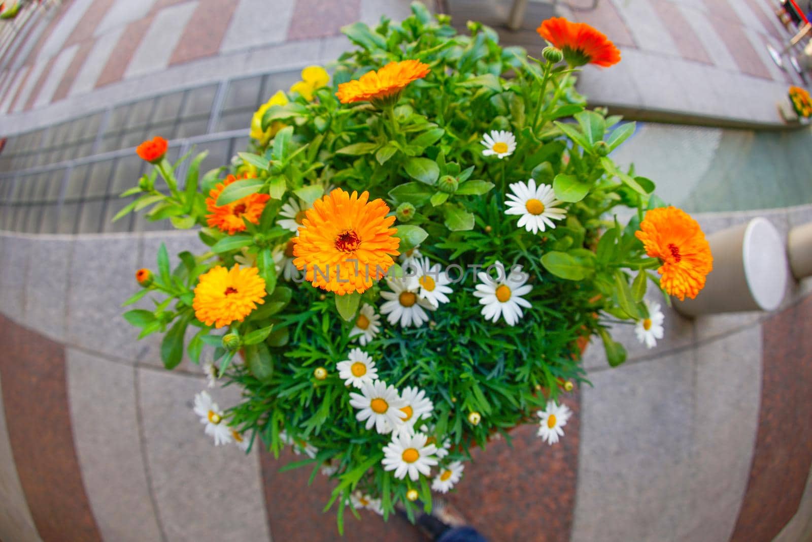 Flower image. Shooting Location: Tokyo metropolitan area