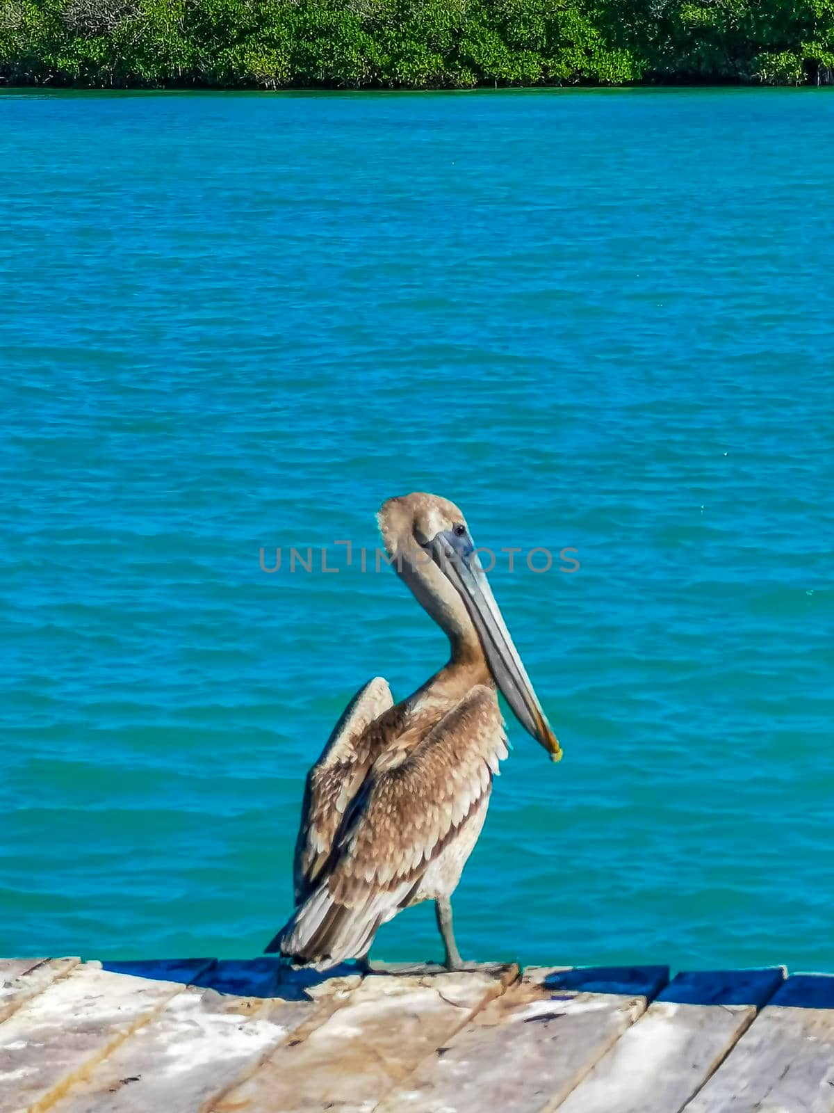 Pelicans pelican bird birds on port of the Isla Contoy island harbor with turquoise blue water in Quintana Roo Mexico.