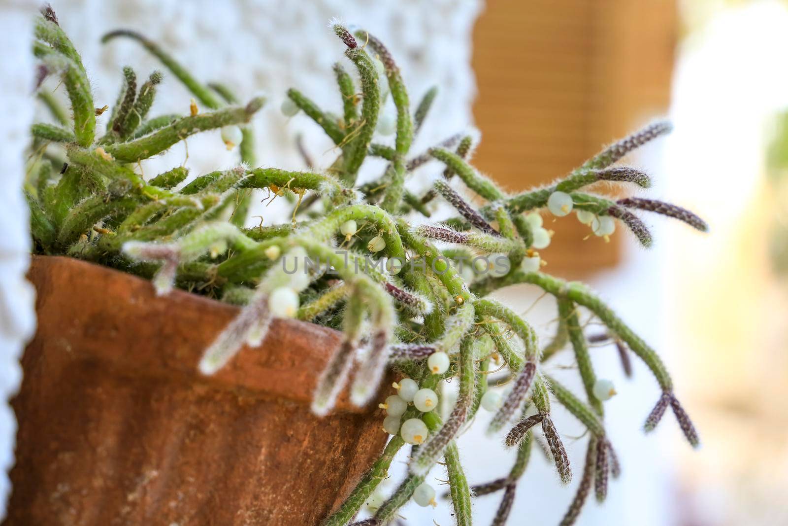 Beautiful Rhipsalis Baccifera Horrida in clay pot hanging on the wall