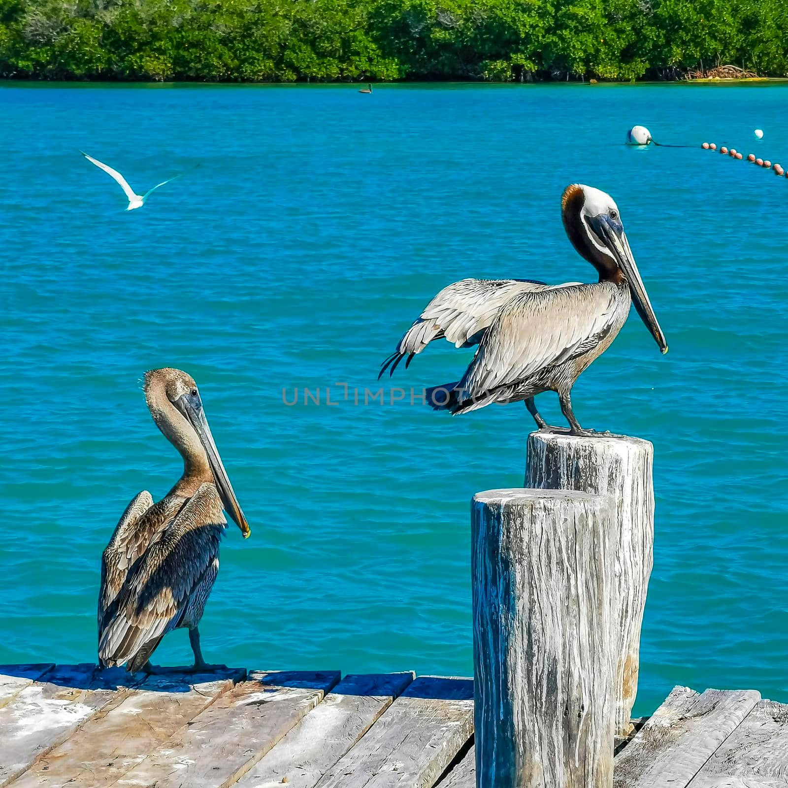 Pelicans pelican and seagulls bird birds on port of the Isla Contoy island harbor with turquoise blue water in Quintana Roo Mexico.