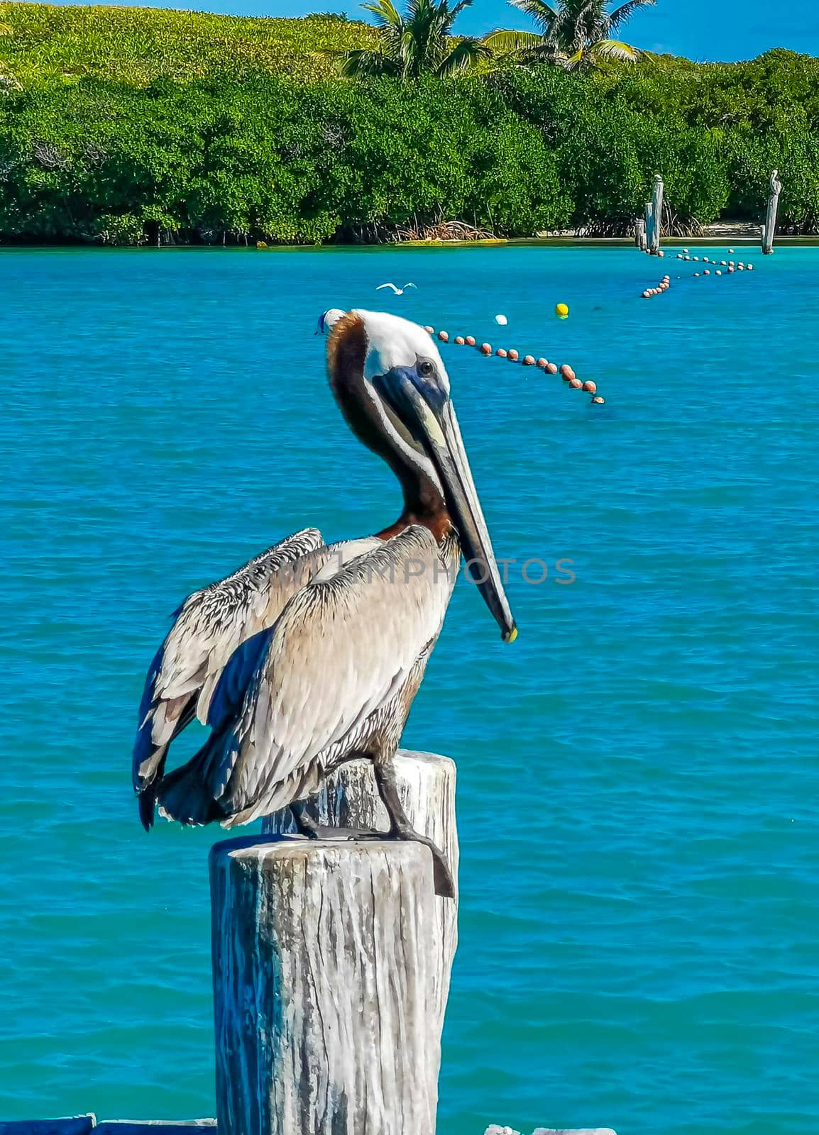 Pelicans pelican bird birds on port of the Isla Contoy island harbor with turquoise blue water in Quintana Roo Mexico.