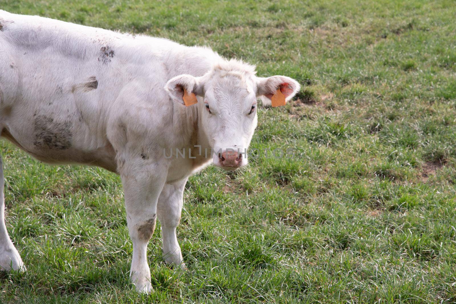 a beautiful white cow graze in a corral on green grass in a countryside by KaterinaDalemans