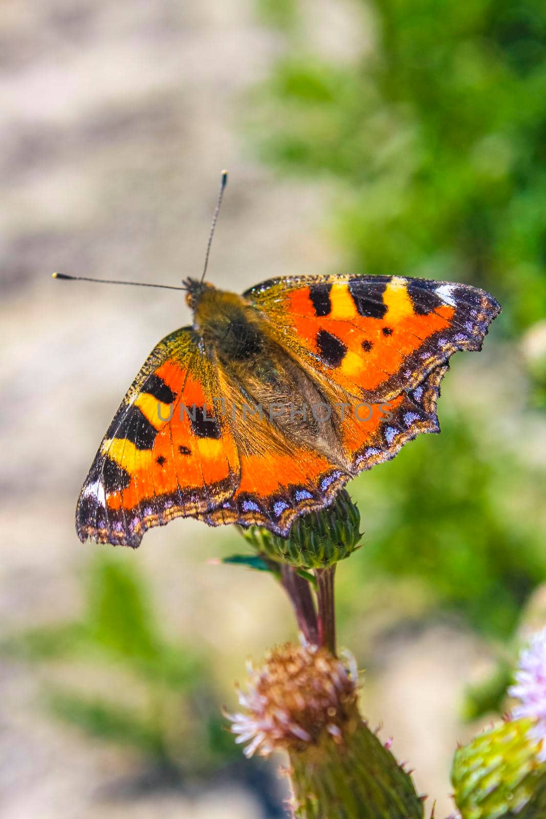 Orange butterfly Small Fox Tortoiseshell Aglais urticae on yellow flowers. by Arkadij