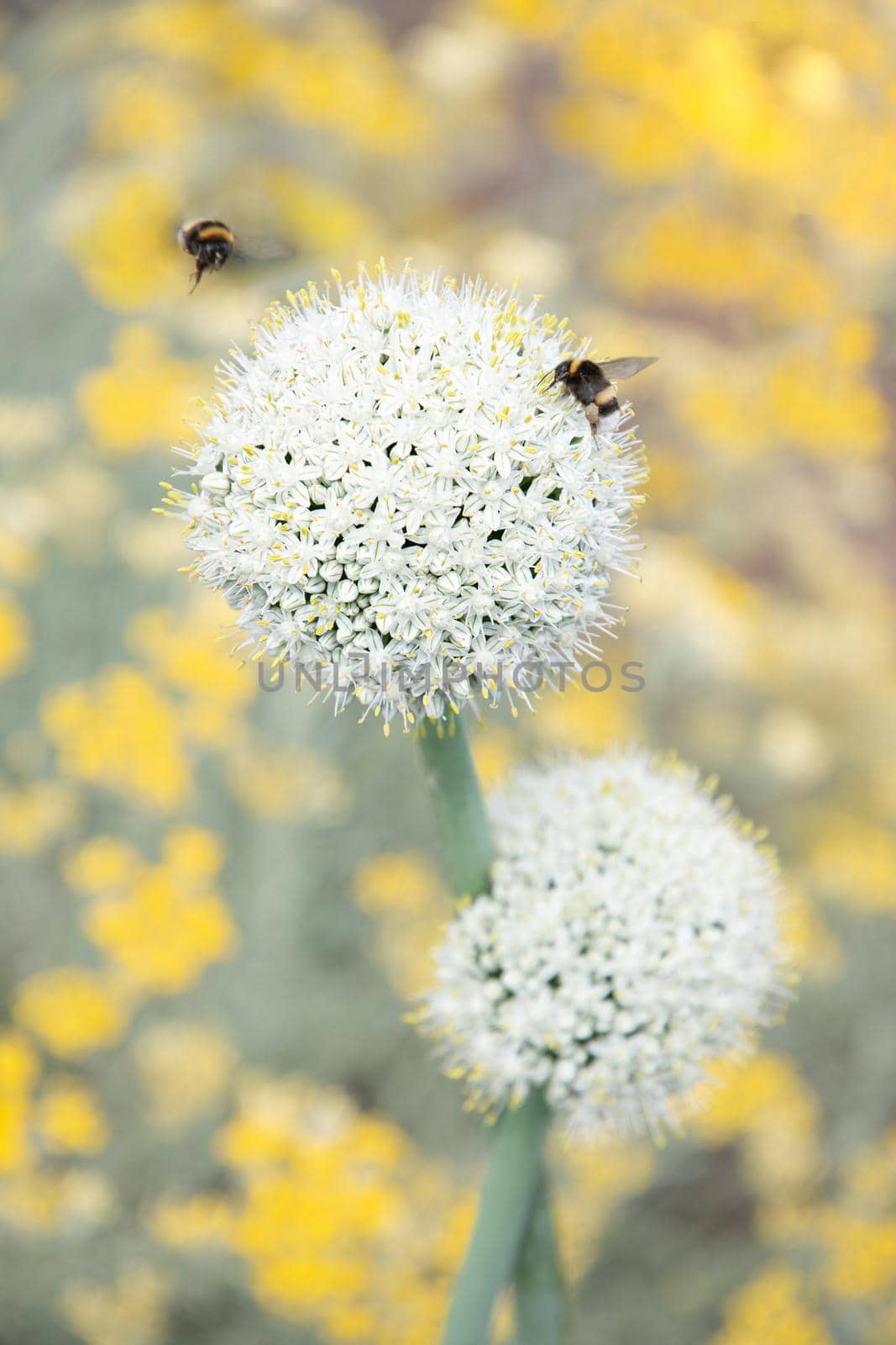 natural flower background, leek and onion inflorescence against blurred yellow curry flowers High quality photo