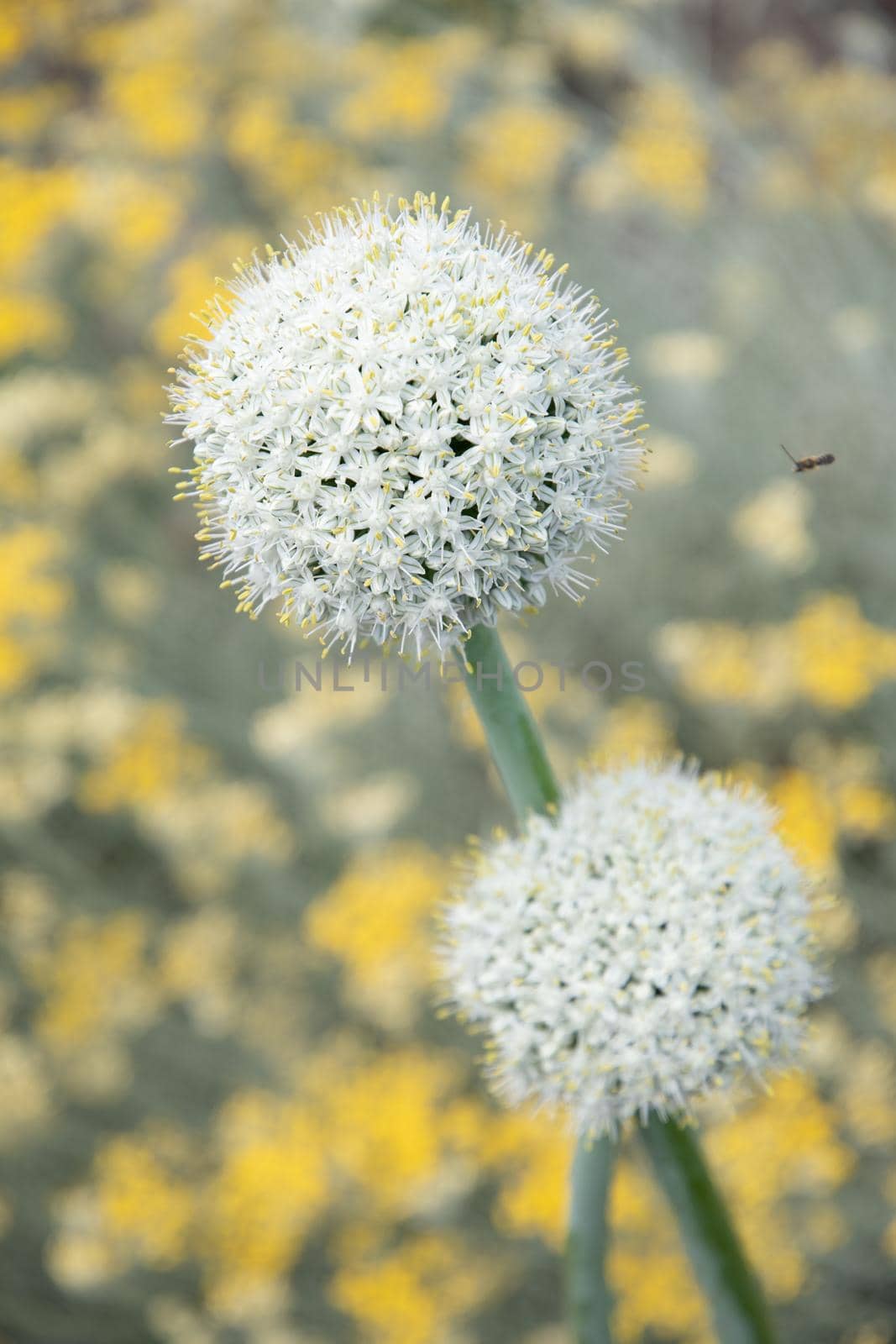 natural flower background, leek and onion inflorescence against blurred yellow curry flowers High quality photo