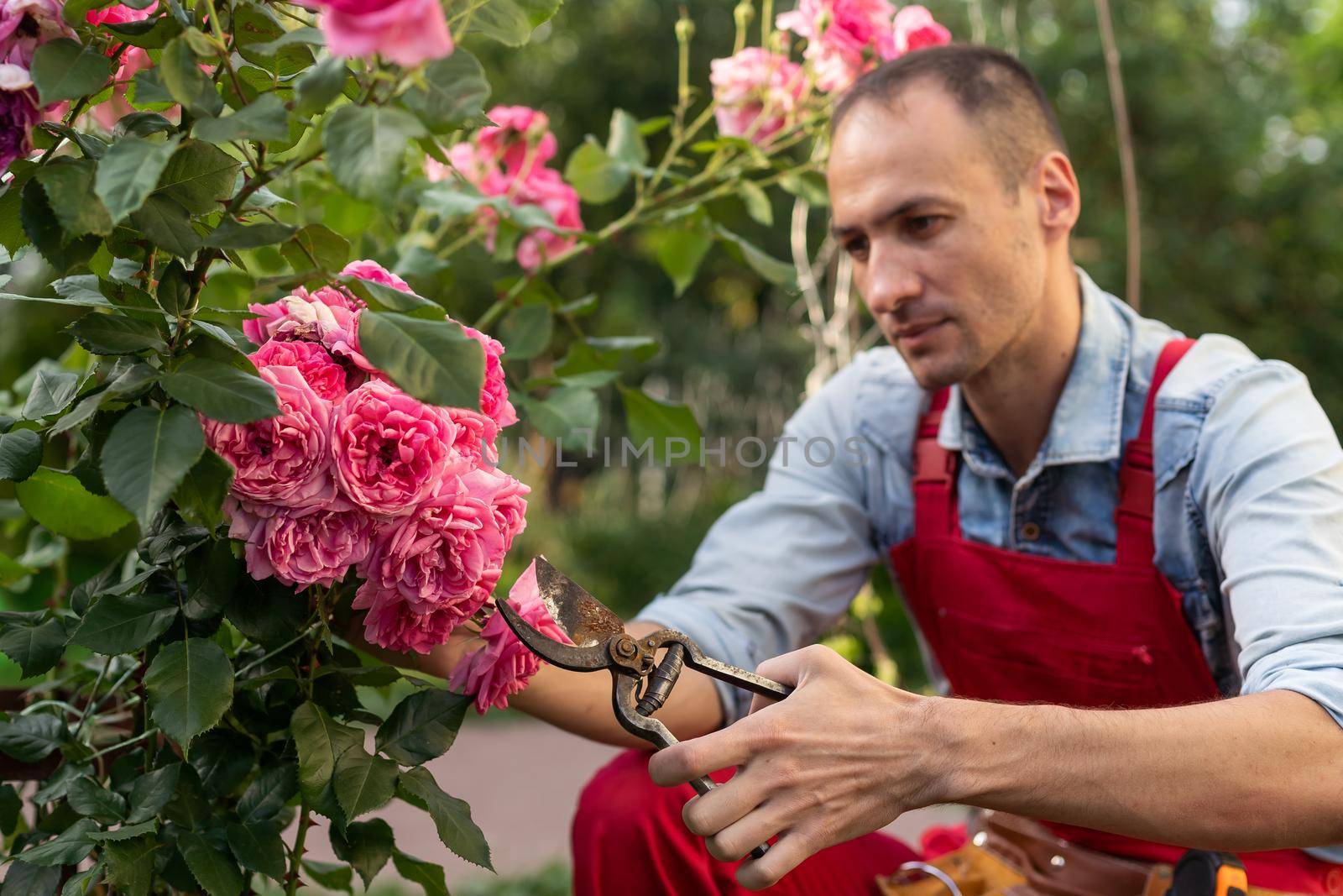 Gardener with garden pruning scissors pruning climbing roses . Pruning and Training Climbing Roses with Garden Pruning Scissors.