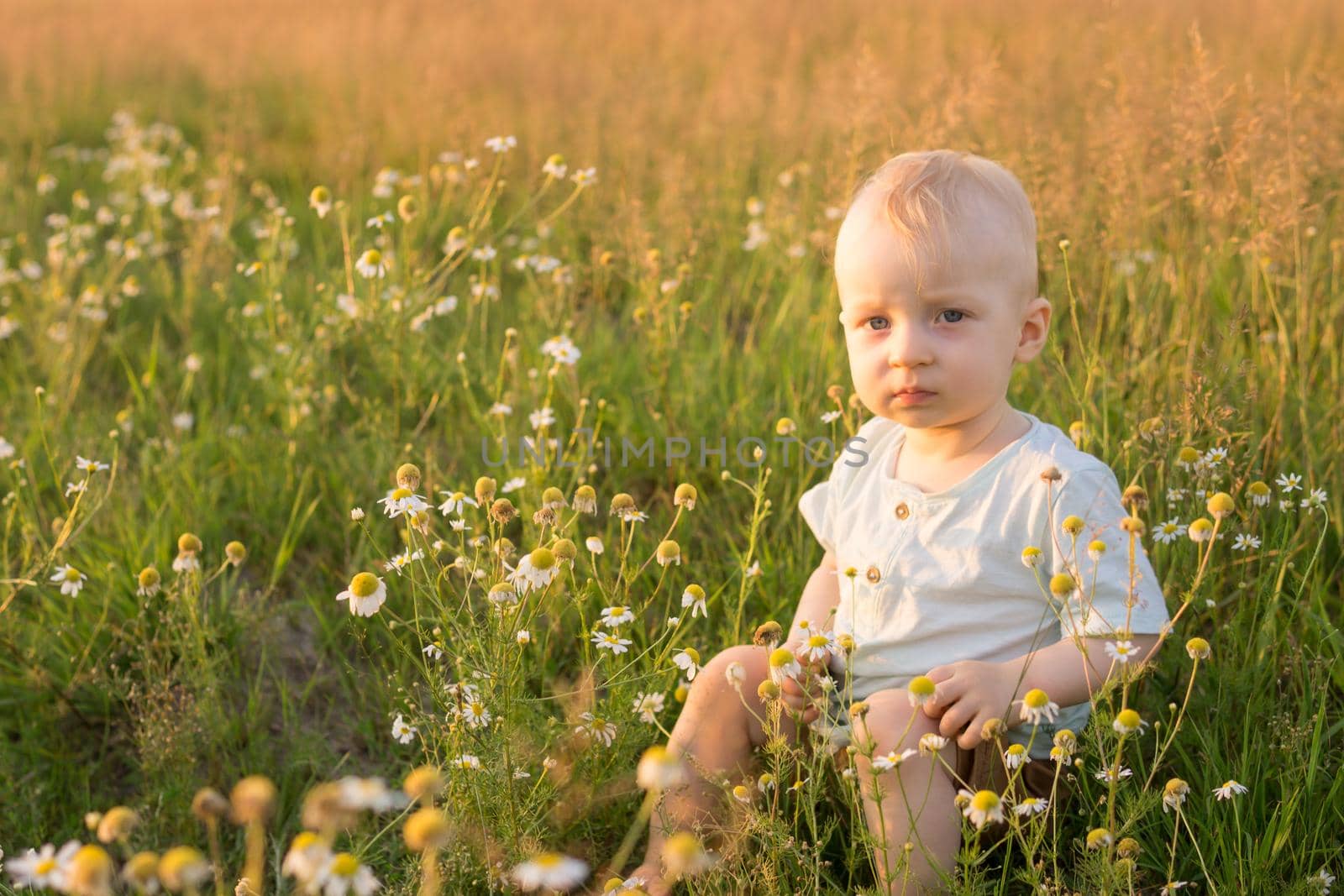 A little blond boy is sitting in the grass in a chamomile field. The concept of walking in nature, freedom and an environmentally friendly lifestyle.