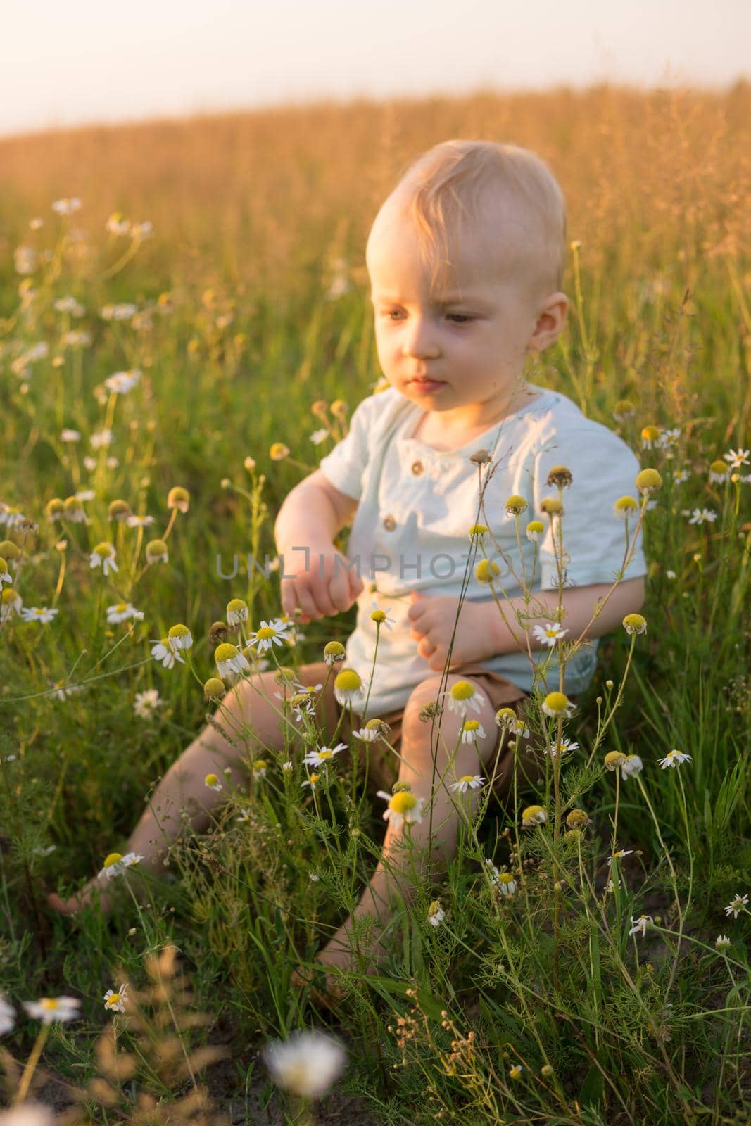 A little blond boy is sitting in the grass in a chamomile field. The concept of walking in nature, freedom and an environmentally friendly lifestyle. by Annu1tochka