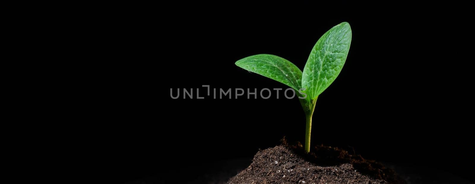 Close-up of a sprout of zucchini on a black background