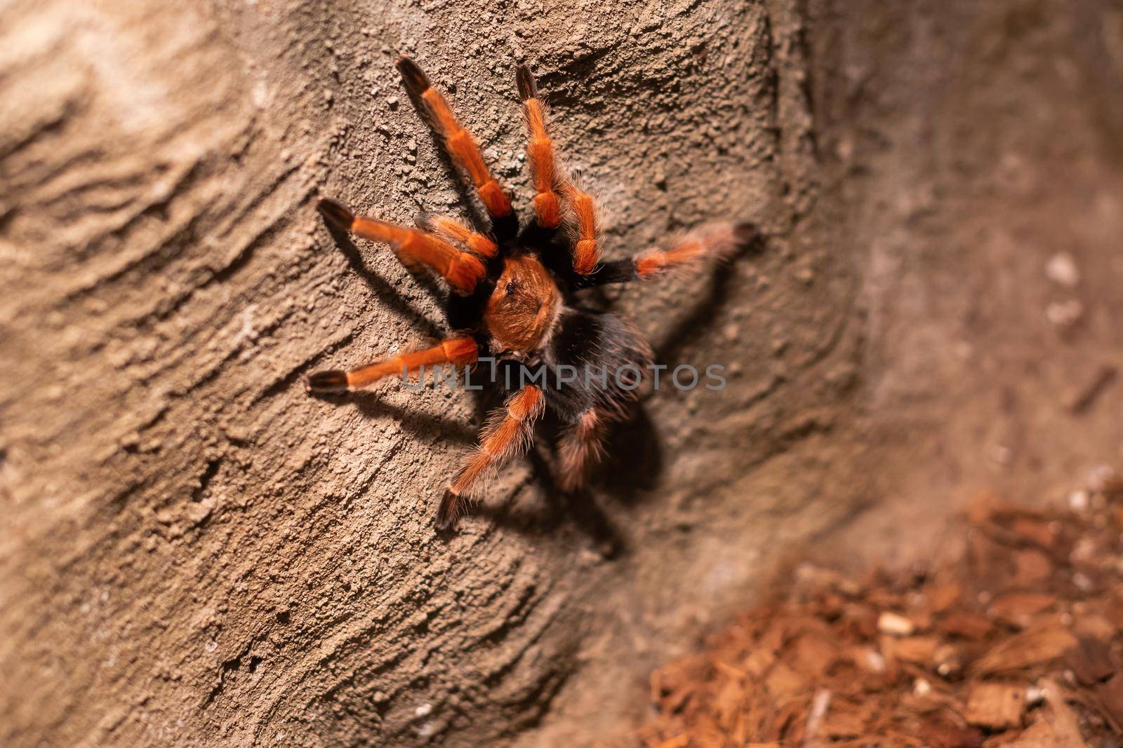 Spider inside of terrarium with plants