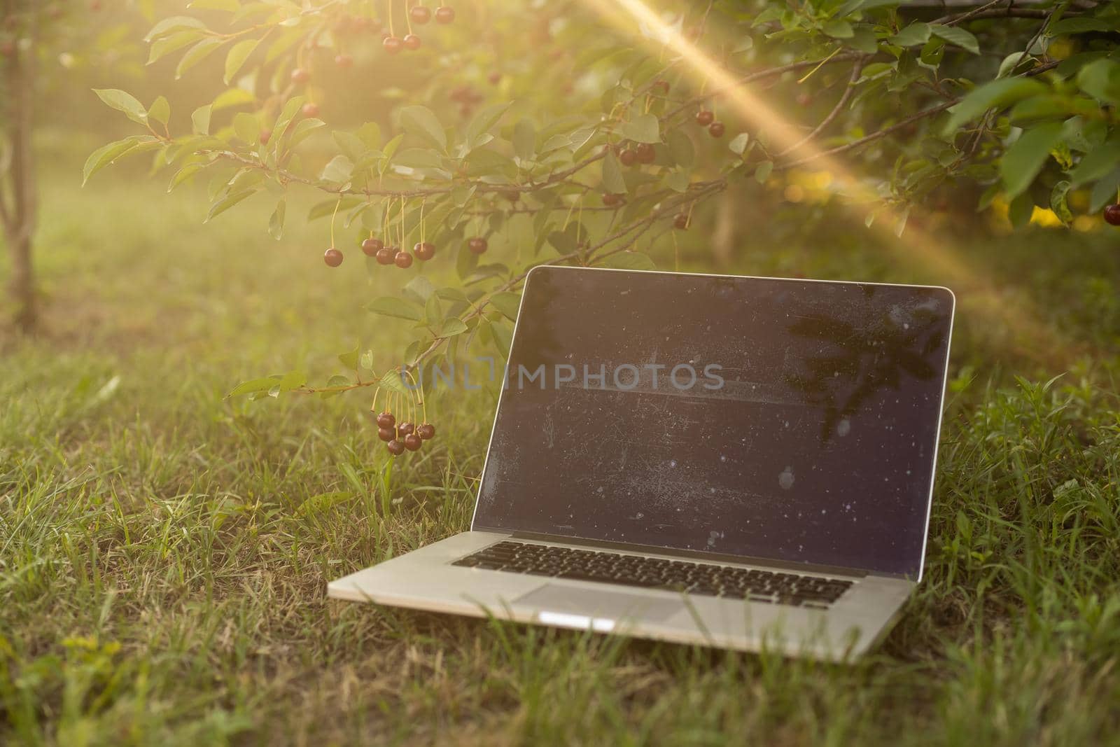 Laptop on green grass in park. Working outdoor by Andelov13