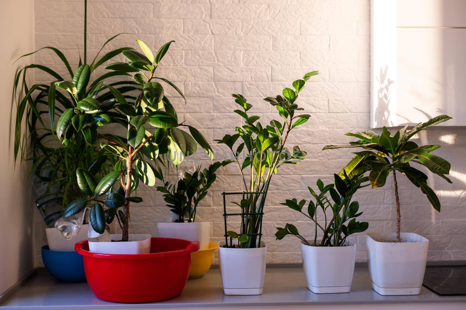 Indoor plants display. House plants