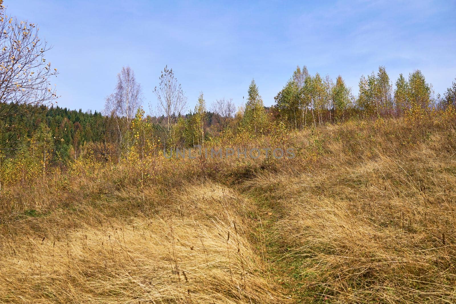 Autumn is the most colorful time of the year from all seasons, when nature changes its usual appearance to golden colors in sun .Time of golden colors. Field path leading to the autumn forest.