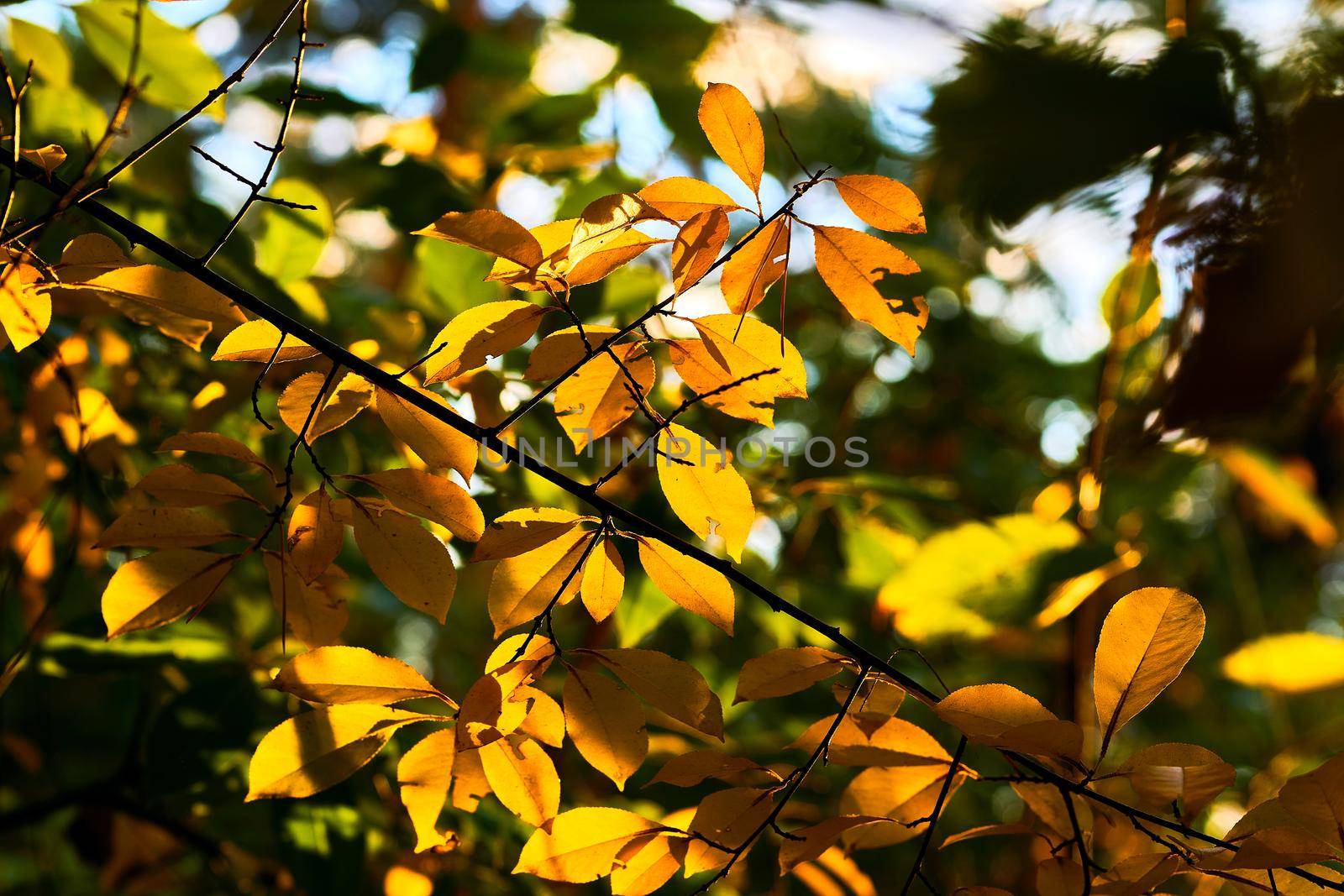 Autumn is the most colorful time of the year from all seasons, when nature changes its usual appearance to golden colors in glimpses of sun. Golden warm colors of autumn.branch orange yellow leaves