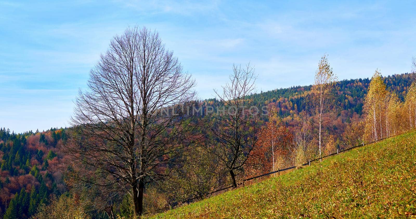 Autumn is one of the four temperate seasons. Outside the tropics, autumn marks the transition from summer to winter.Golden autumn in the mountains with birches and green firs and a rural pasture