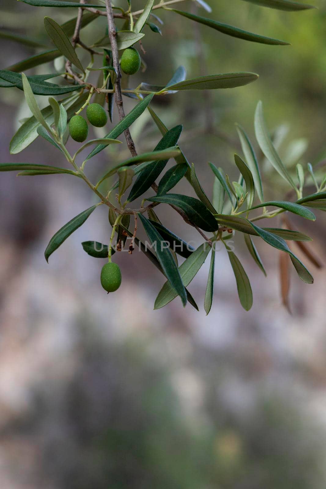 olive branch with green unripe olives, selective focus