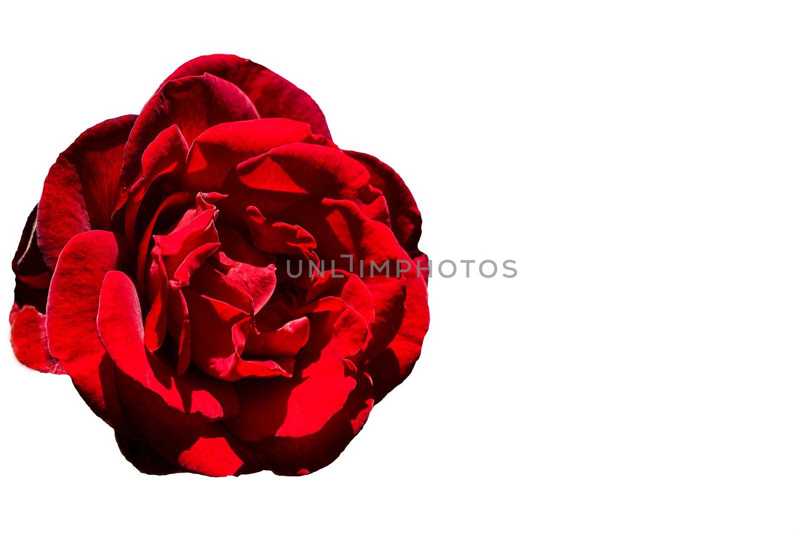 a prickly bush or shrub that typically bears red, pink, yellow, or white fragrant flowers, native to north temperate regions. Red rose in bloom close up photo on white