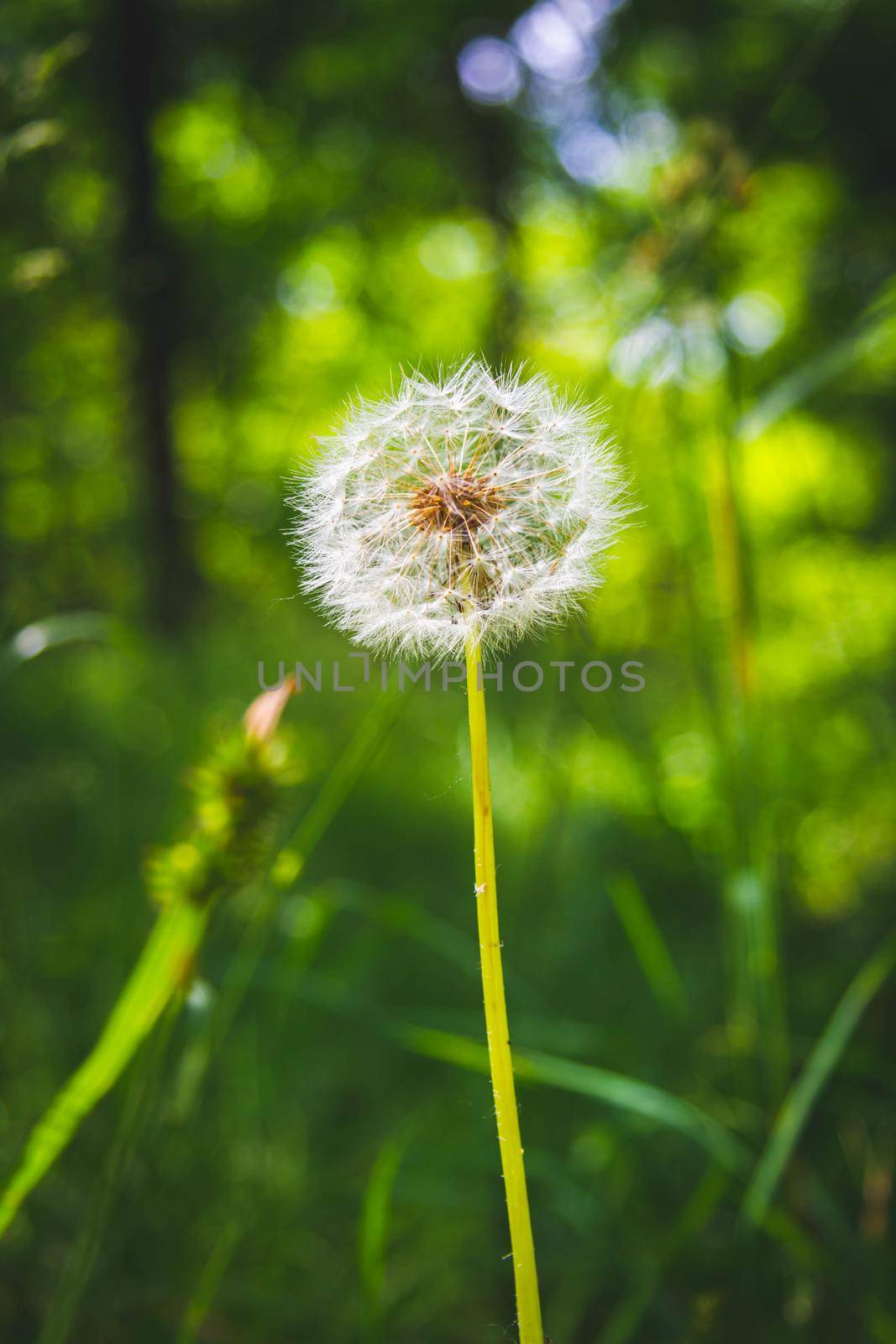 Beautiful flowers in the green grass. Flower close-up in the thicket. Summer meadow with flowering plants.