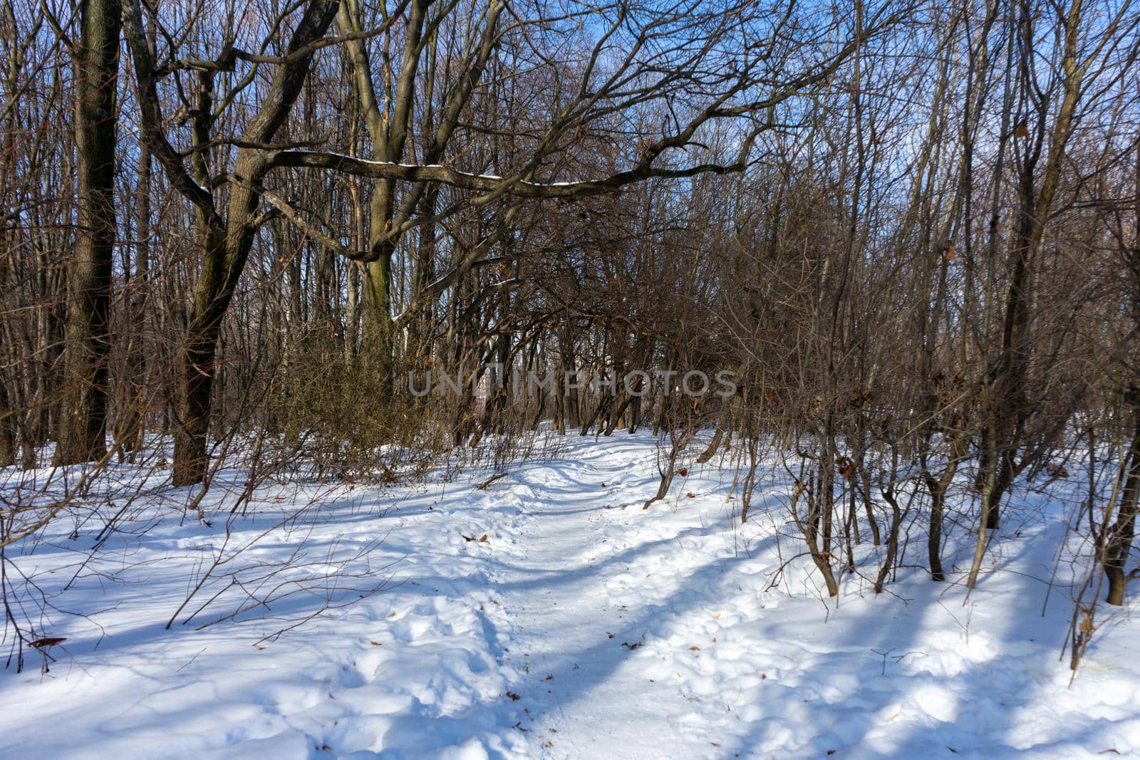 A path in the snow in the middle of a winter forest by Serhii_Voroshchuk