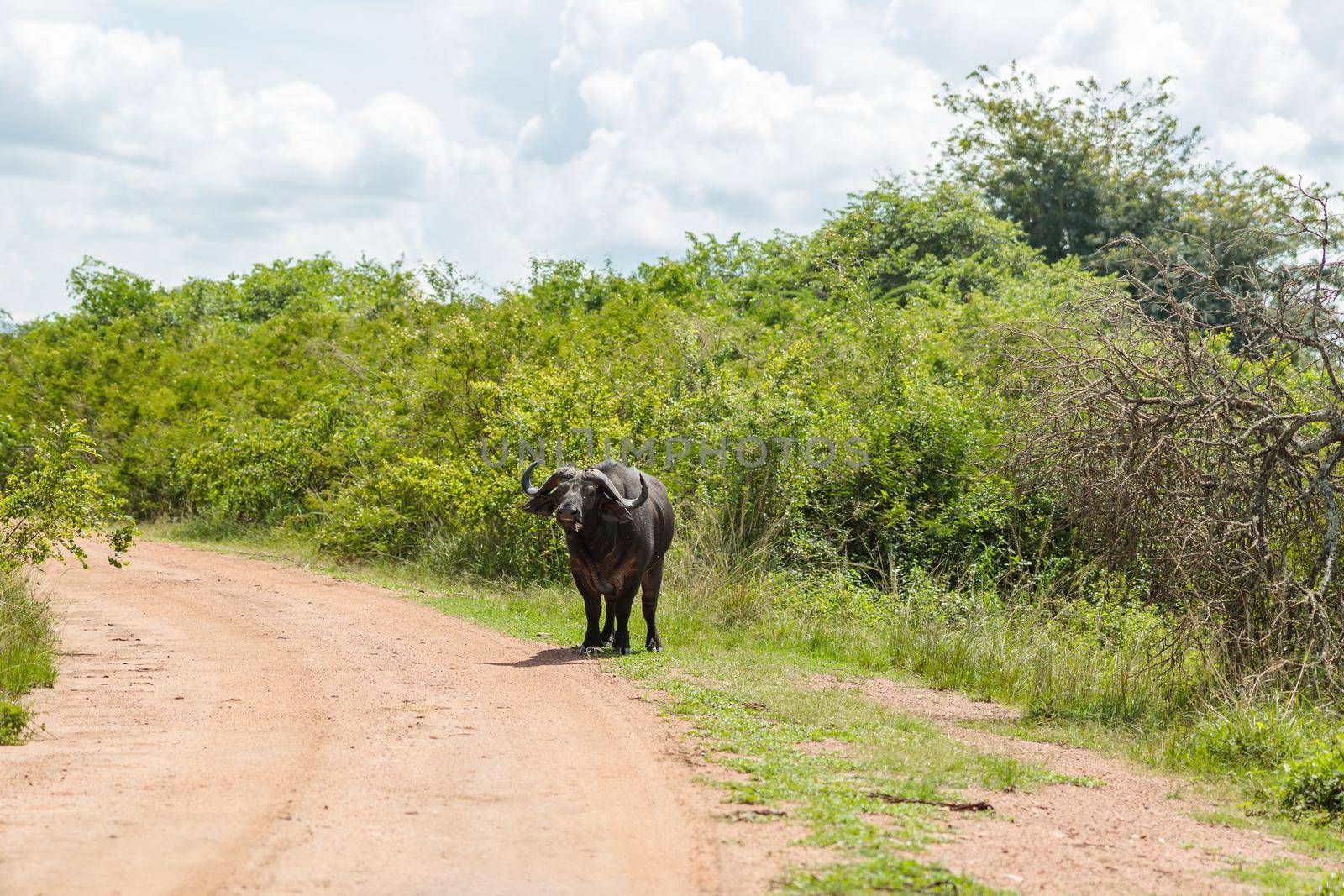 Wild African buffalo walking along the road in Africa by Yaroslav_astakhov
