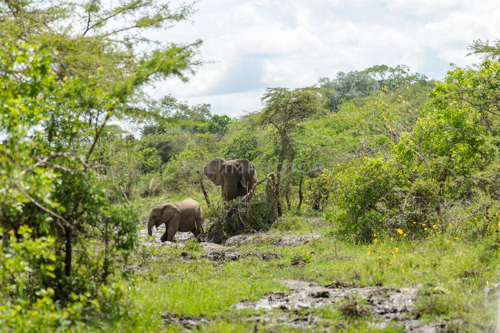 Family of elephants in elephant park in Africa by Yaroslav_astakhov